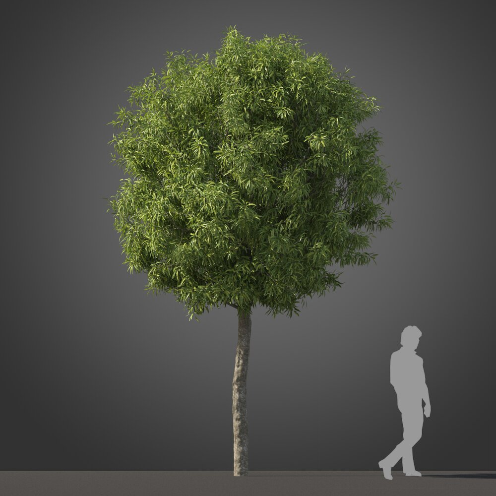 Tristaniopsis Laurina tree 02 3D 모델 