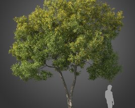 Tristaniopsis Laurina tree 3D модель