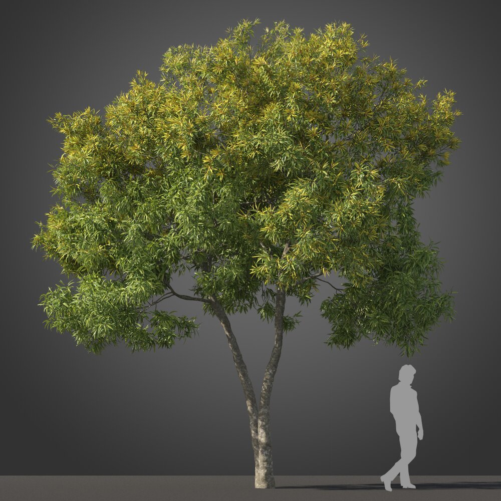 Tristaniopsis Laurina tree 3D 모델 