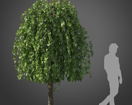 White Mulbery tree 3D 모델 