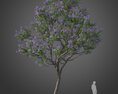 Blooming Jacaranda Tree 3d model