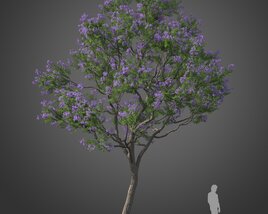Blooming Jacaranda Tree 3D model
