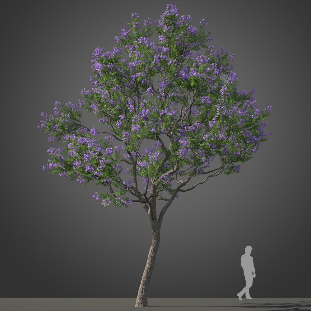 Blooming Jacaranda Tree Modelo 3d