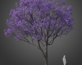 Jacaranda Tree 3D-Modell