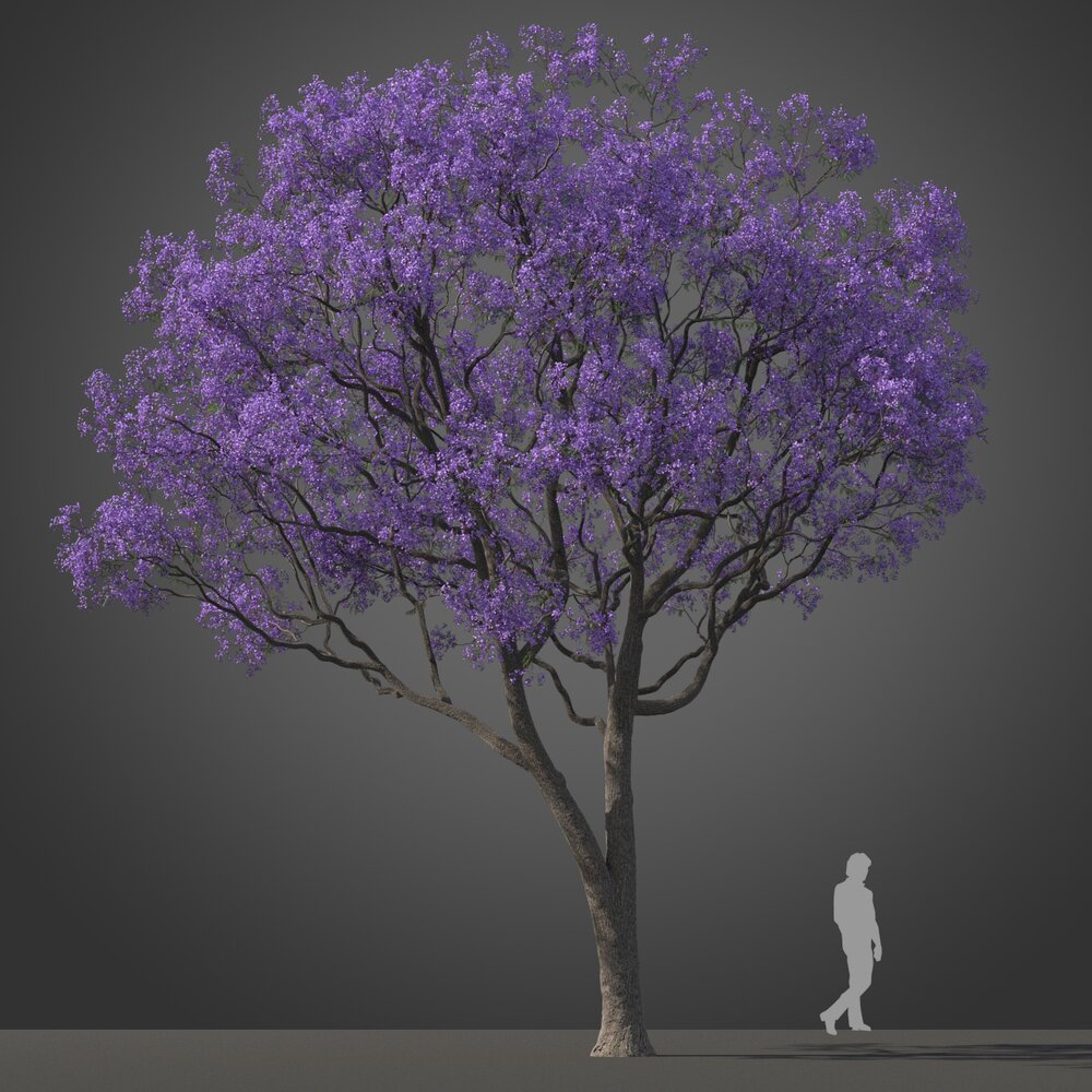 Jacaranda Tree 3d model