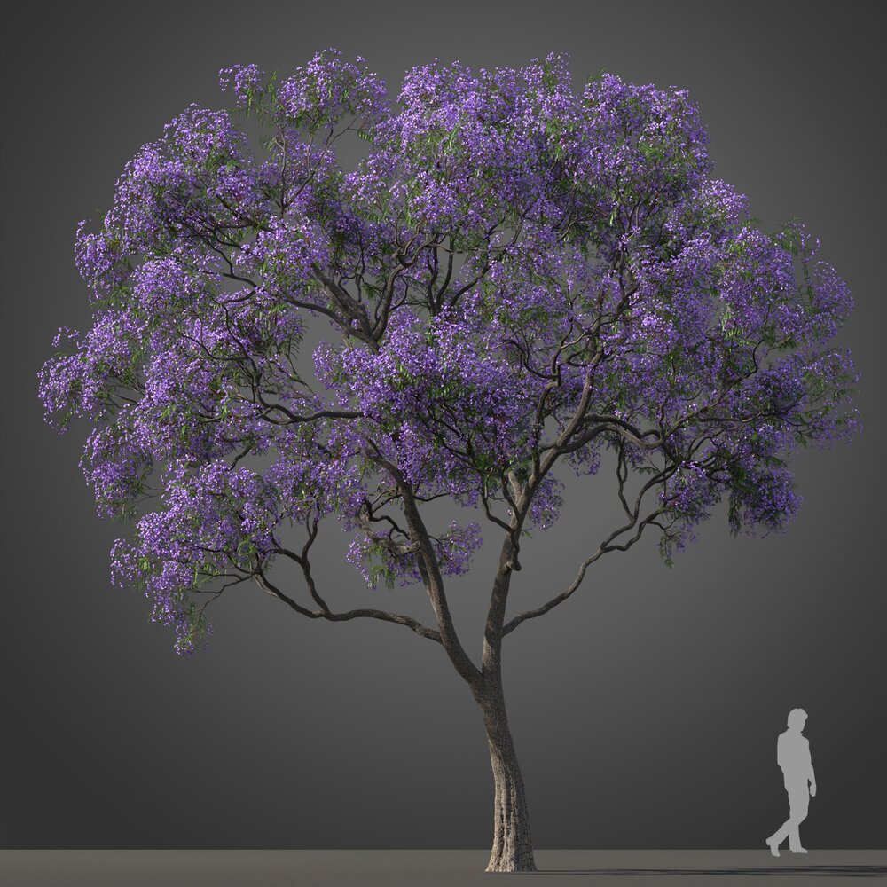 Blue Jacaranda Tree Modello 3D