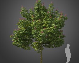 Aesculus Pavia Koehnei tree 02 3D модель