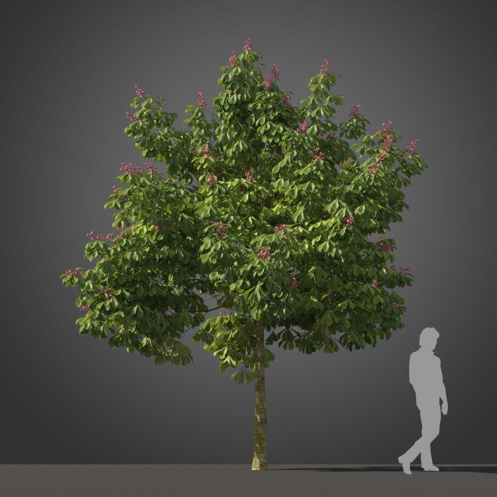 Aesculus Pavia Koehnei tree 02 3D модель