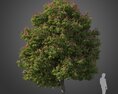 Aesculus Pavia Koehnei tree 3D 모델 