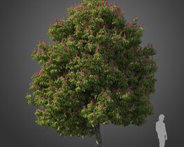 Aesculus Pavia Koehnei tree 3D model