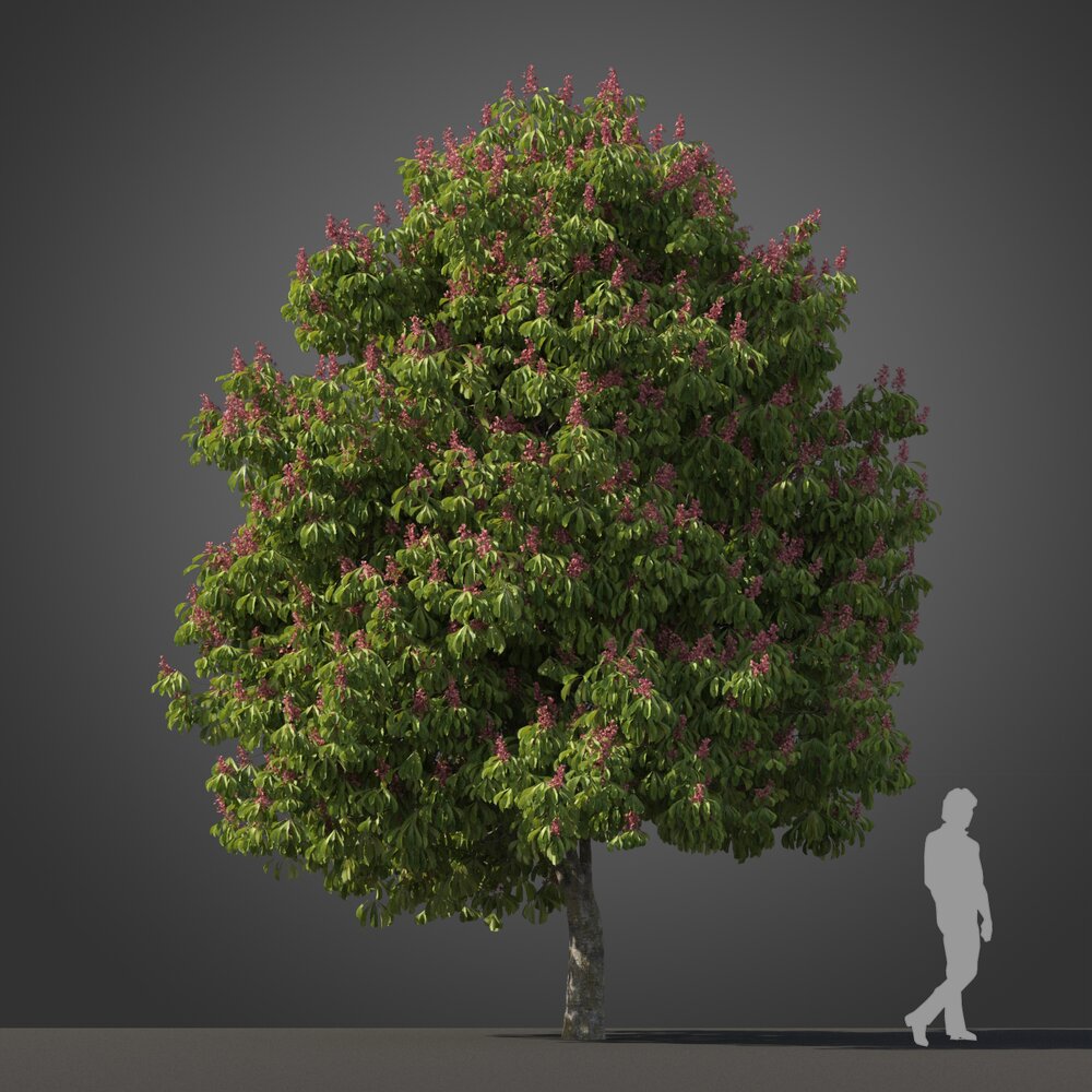 Aesculus Pavia Koehnei tree 3D модель