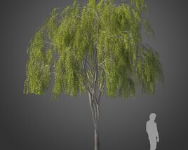 High Maytenus Boaria tree 3D model