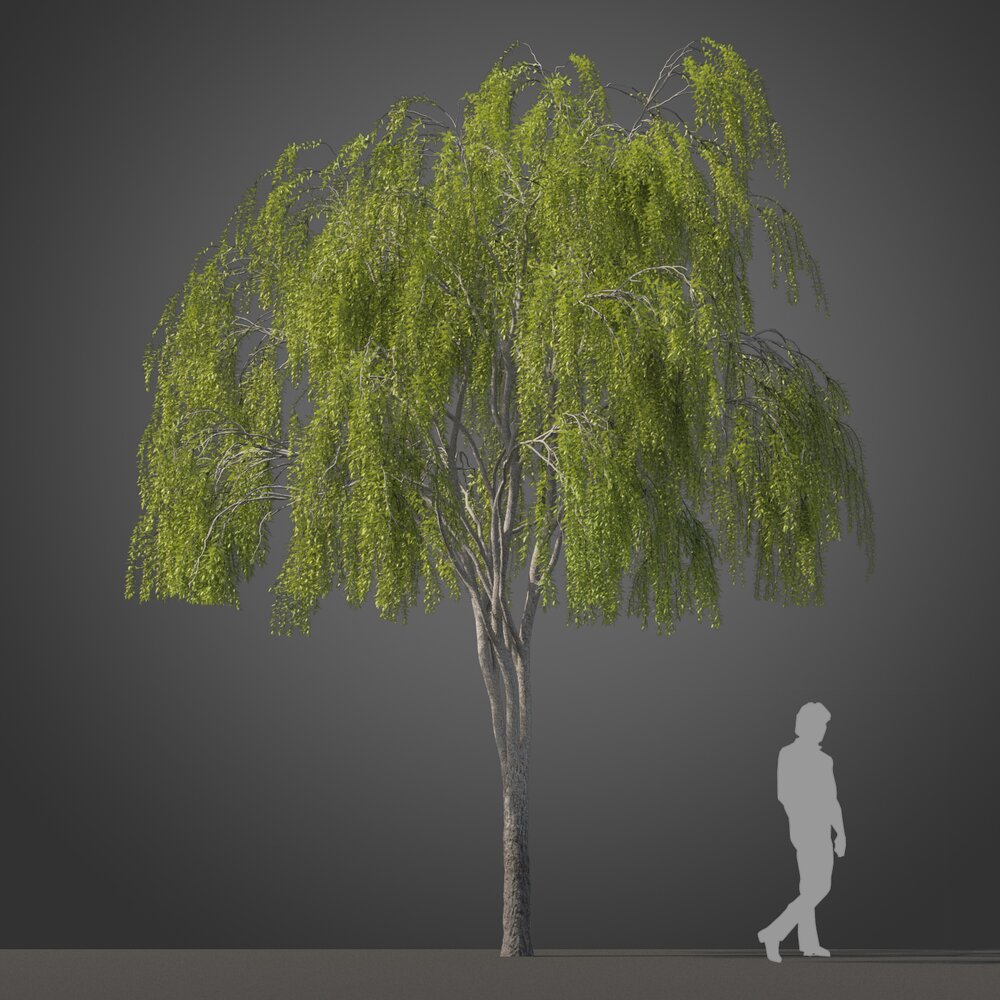 High Maytenus Boaria tree 3D 모델 