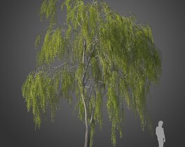 Park Maytenus Boaria tree Modello 3D