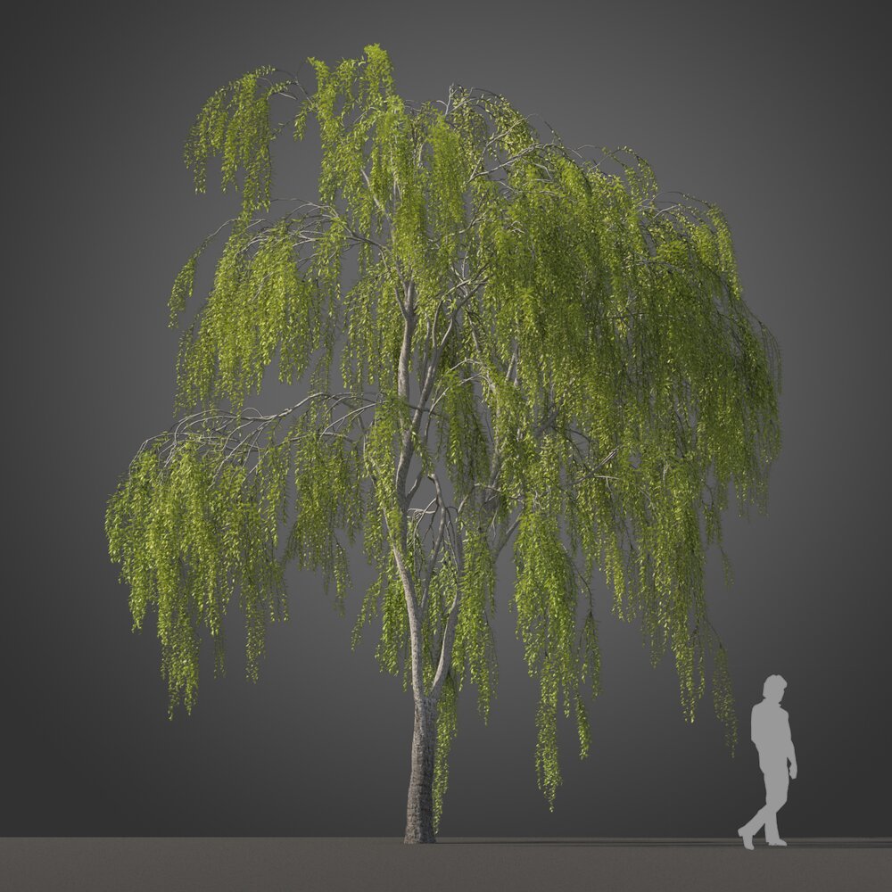 Park Maytenus Boaria tree Modello 3D