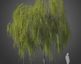 Maytenus Boaria tree 3D-Modell