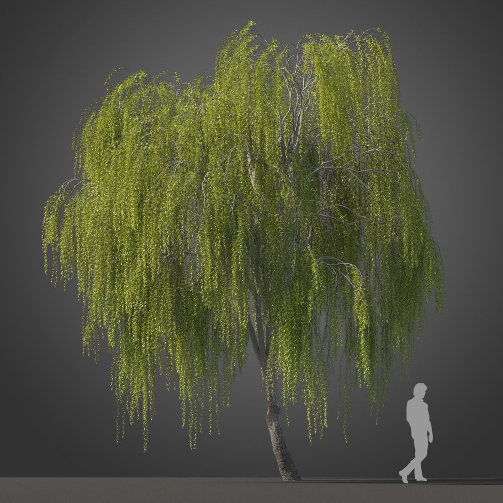 Maytenus Boaria tree 3d model