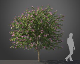 Bauhinia tree 3D model