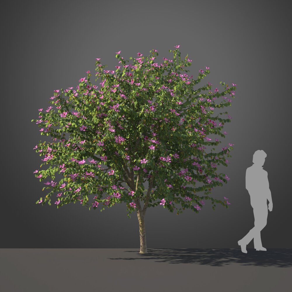 Bauhinia tree 3D model