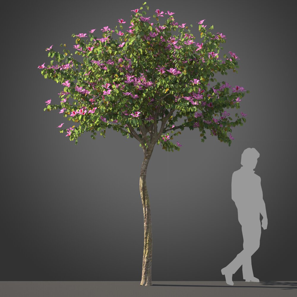 Blooming Small Bauhinia tree 3D модель