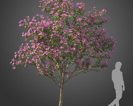 Blooming Bauhinia tree 3D-Modell
