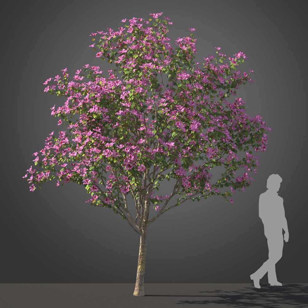 Blooming Bauhinia tree 3D модель