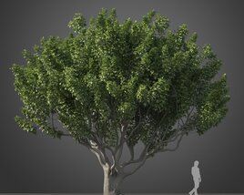 Large Ficus Benjamina tree Modello 3D