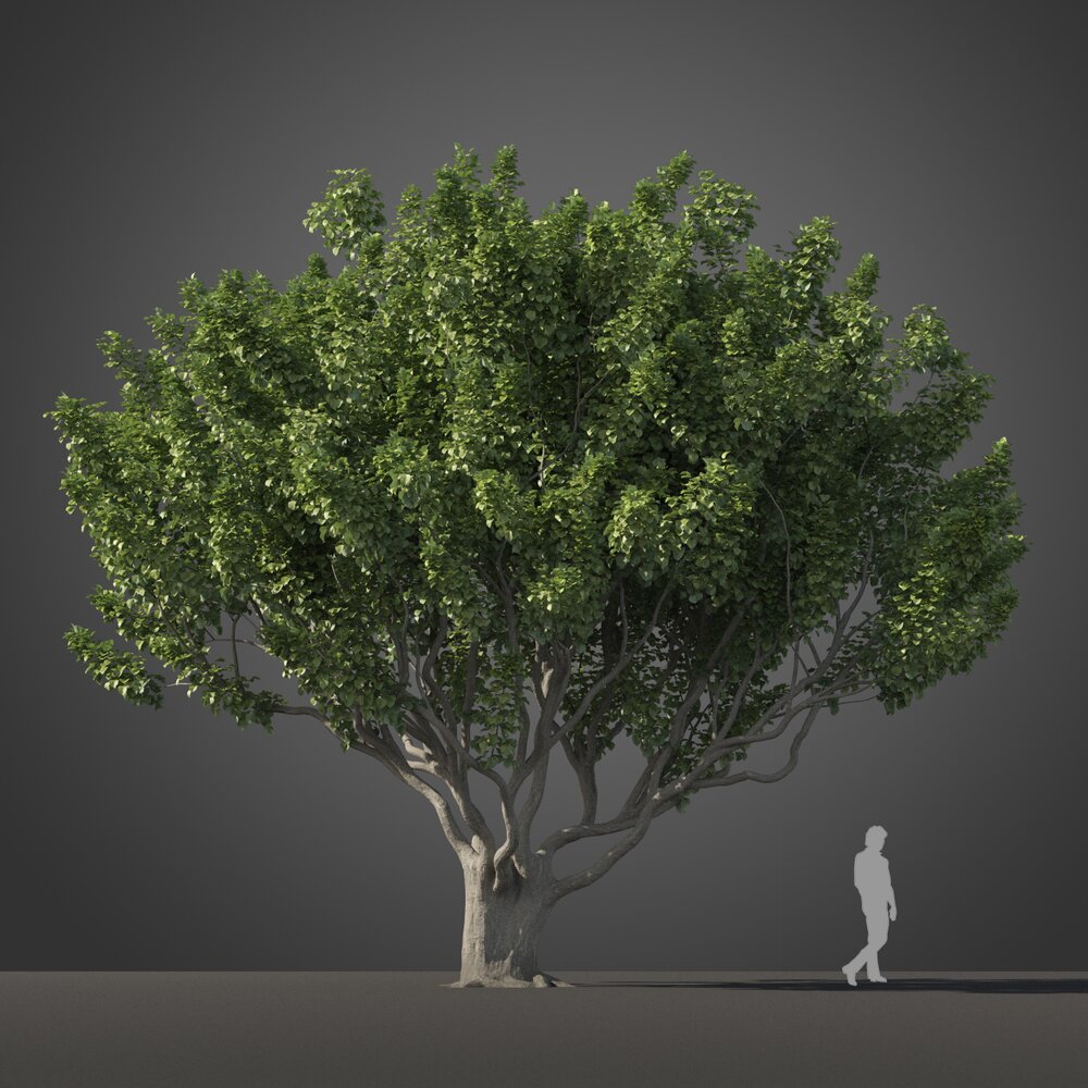 Large Ficus Benjamina tree 3D модель