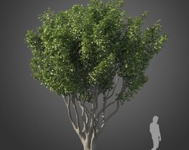 Ficus Benjamina tree 02 3D model