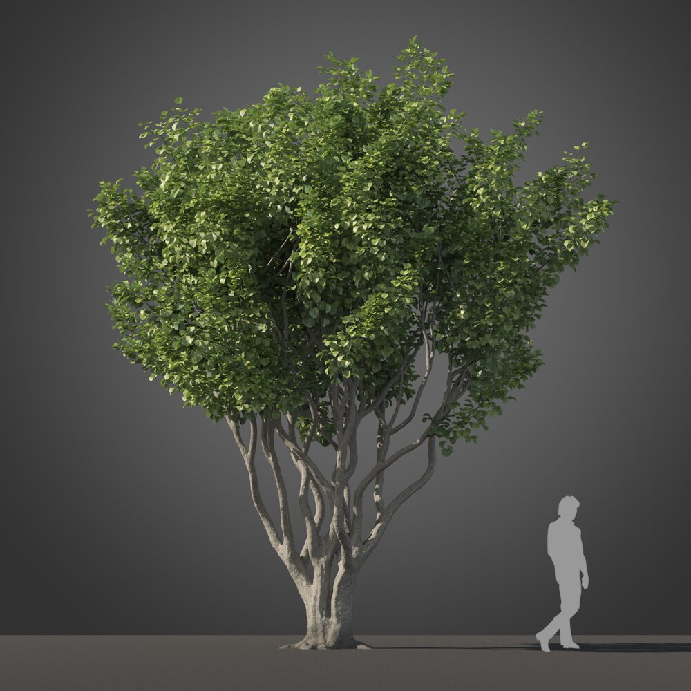 Ficus Benjamina tree 02 3D модель
