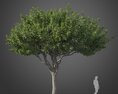 Ficus Benjamina tree 3d model