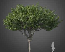 3D model of Ficus Benjamina tree