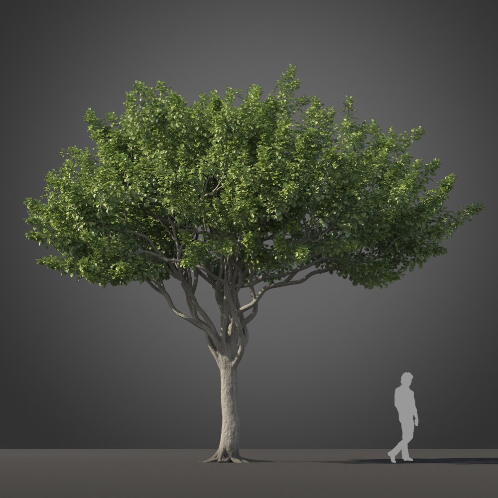 Ficus Benjamina tree 3D模型