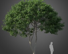 Park Cupaniopsis tree 3D model