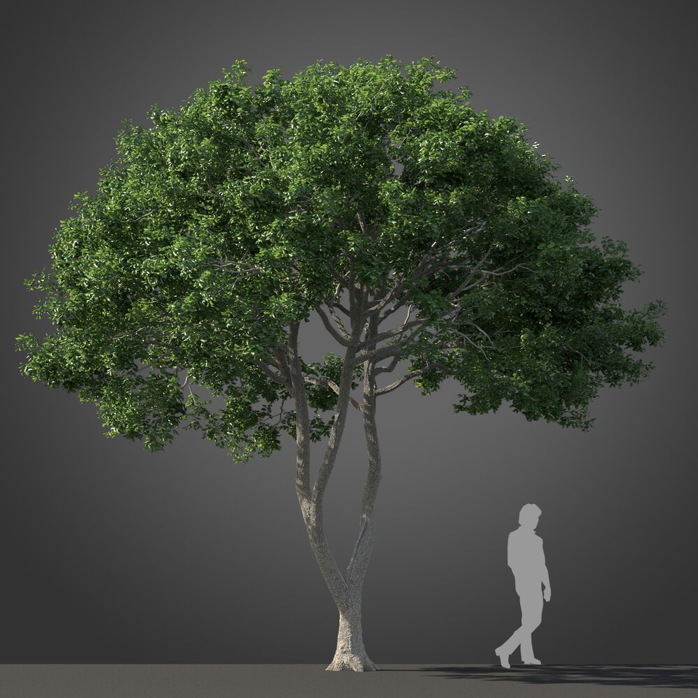 Park Cupaniopsis tree Modèle 3D