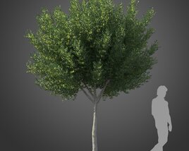 Cupaniopsis tree 02 Modelo 3D