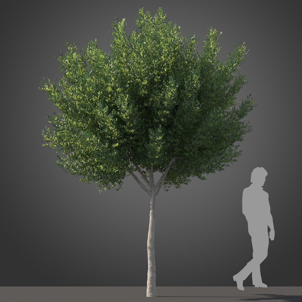 Cupaniopsis tree 02 Modèle 3D