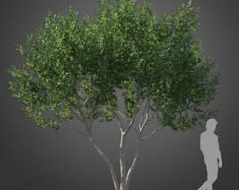 Cupaniopsis tree 3Dモデル