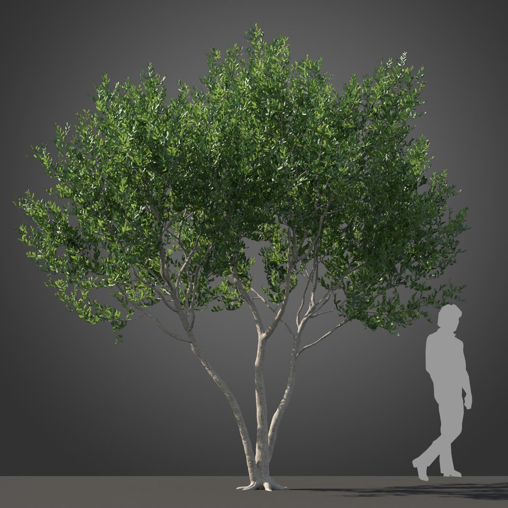 Cupaniopsis tree Modèle 3D