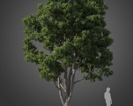 Large Podocarpus tree 3D model