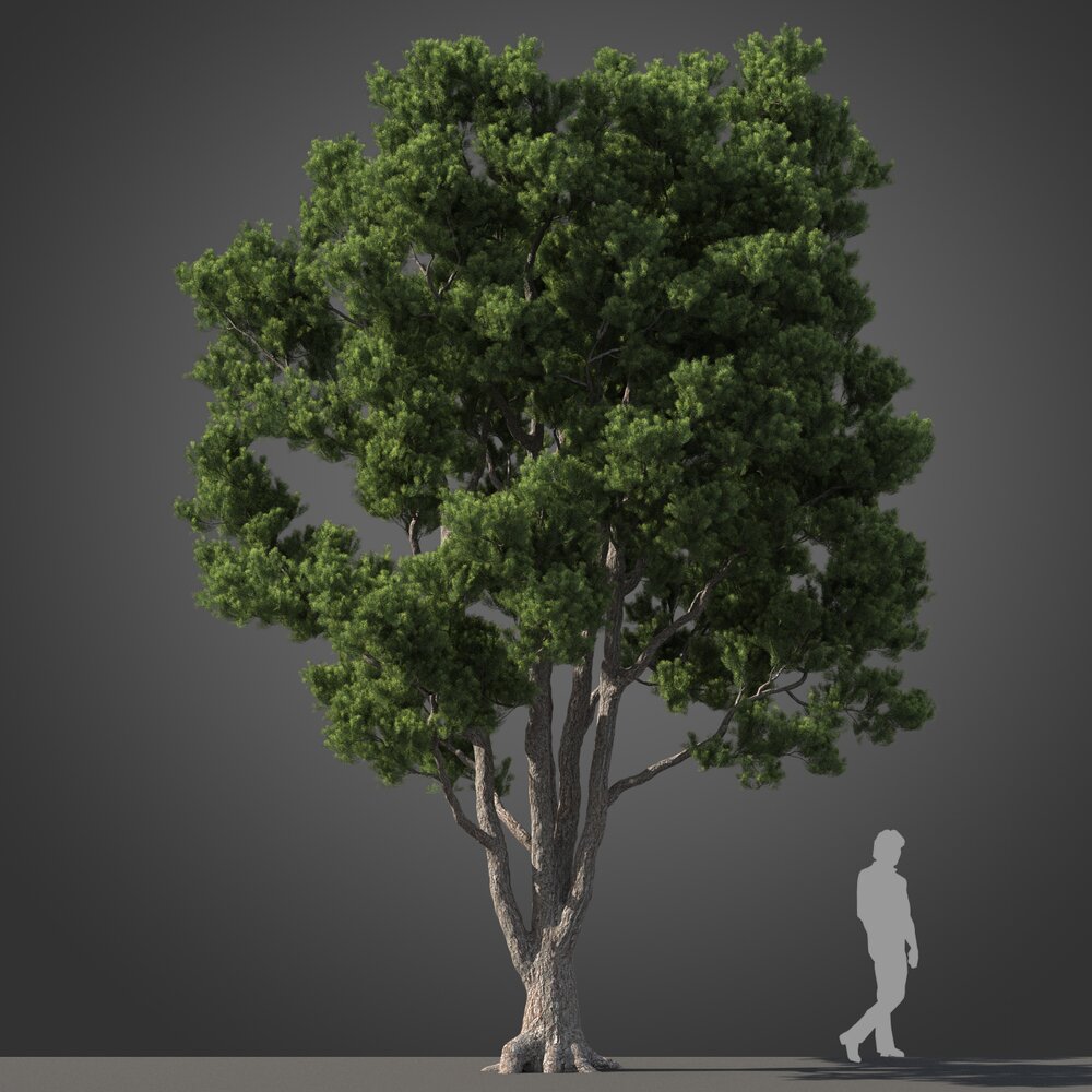 Large Podocarpus tree Modèle 3d