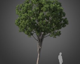 Podocarpus tree 3D model