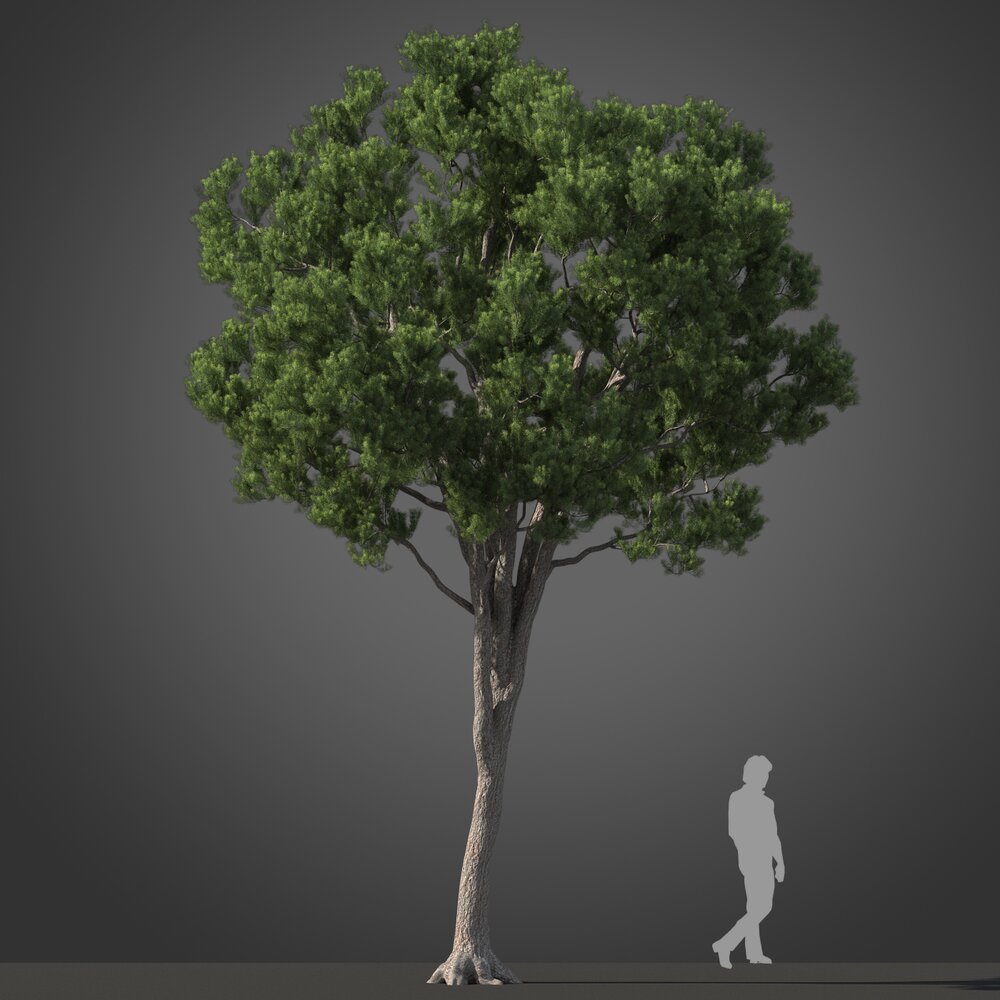 Podocarpus tree 3d model