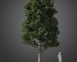 Plum pine 3D model