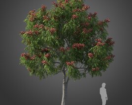 Koelreuteria Bipinnata Tree Modello 3D