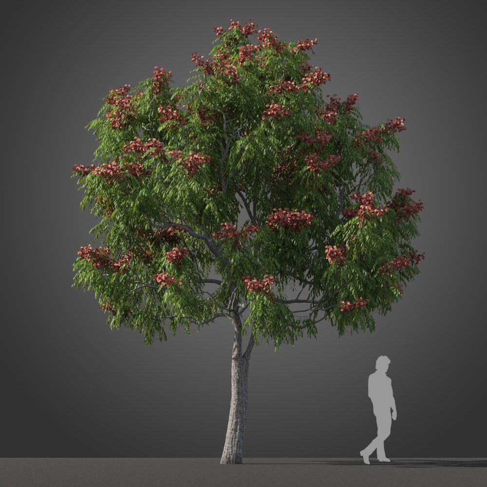 Koelreuteria Bipinnata Tree 3D 모델 