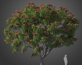 Chinese Golden Rain tree 3D-Modell