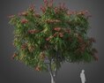 Chinese Flame Tree 3D-Modell