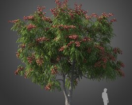 Chinese Flame Tree 3D 모델 