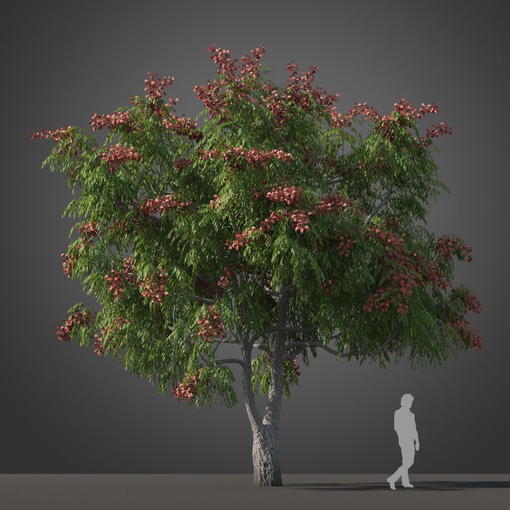 Chinese Flame Tree Modello 3D